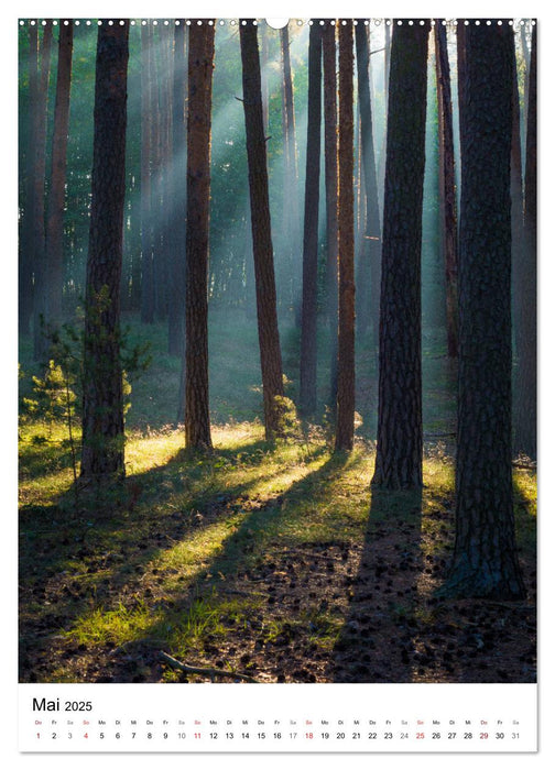 Der Harz - Malerische Orte (CALVENDO Premium Wandkalender 2025)
