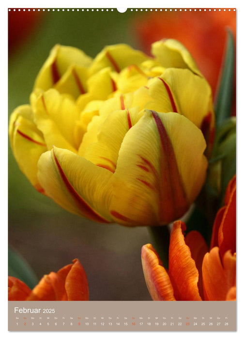 Blumenglück. Ein blühendes Gartenjahr (CALVENDO Wandkalender 2025)
