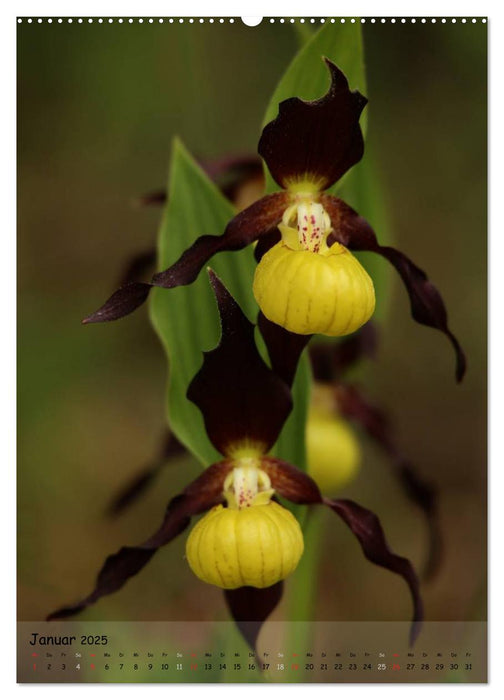 Juwelen der Natur - Ein Orchideensommer (CALVENDO Premium Wandkalender 2025)