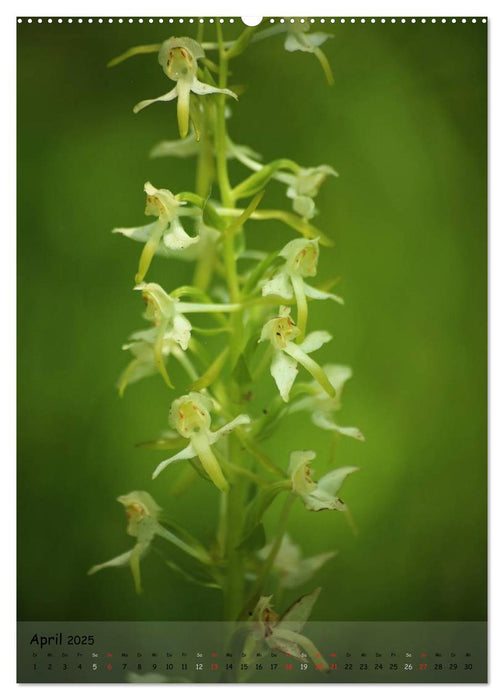 Juwelen der Natur - Ein Orchideensommer (CALVENDO Premium Wandkalender 2025)