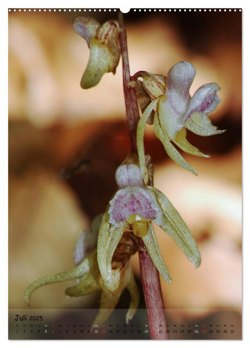 Juwelen der Natur - Ein Orchideensommer (CALVENDO Premium Wandkalender 2025)