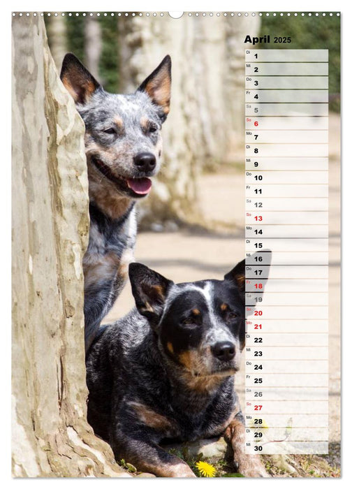 Australian Cattle Dogs auf der Darmstädter Mathildenhöhe (CALVENDO Premium Wandkalender 2025)