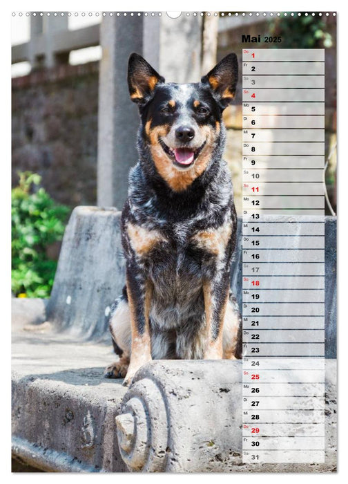 Australian Cattle Dogs auf der Darmstädter Mathildenhöhe (CALVENDO Premium Wandkalender 2025)