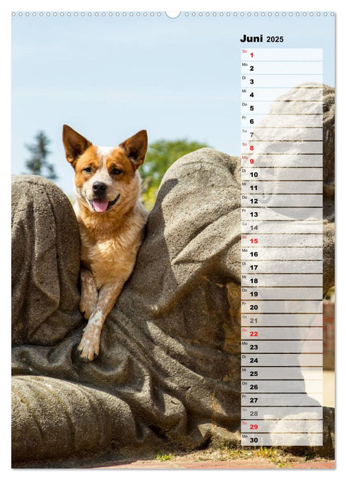 Australian Cattle Dogs auf der Darmstädter Mathildenhöhe (CALVENDO Premium Wandkalender 2025)