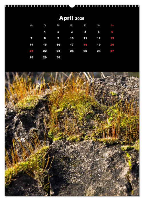 Die Welt der Moose. Ein Blick nach unten (CALVENDO Premium Wandkalender 2025)