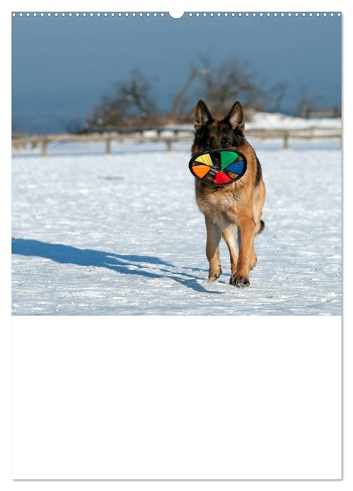 Deutscher Schäferhund - Der beste Freund des Menschen (CALVENDO Premium Wandkalender 2025)