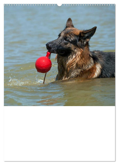 Deutscher Schäferhund - Der beste Freund des Menschen (CALVENDO Premium Wandkalender 2025)