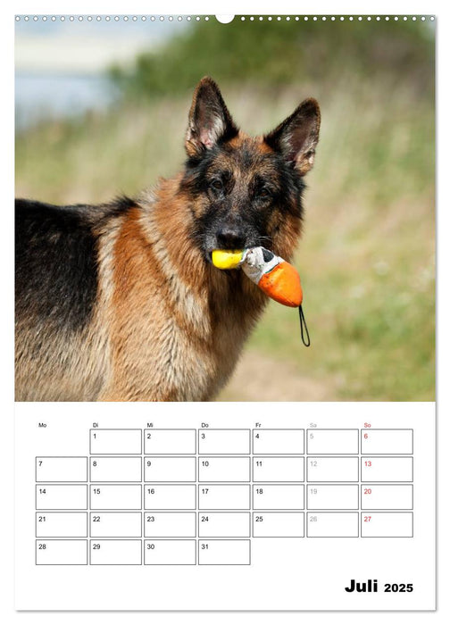 Deutscher Schäferhund - Der beste Freund des Menschen (CALVENDO Premium Wandkalender 2025)