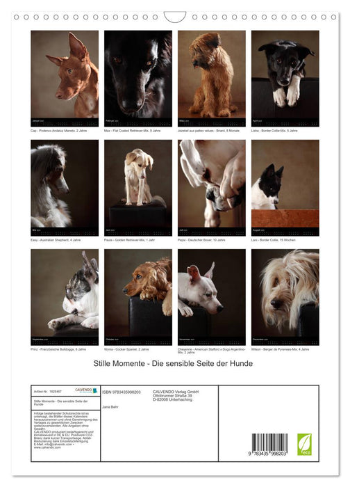 Stille Momente - Die sensible Seite der Hunde (CALVENDO Wandkalender 2025)