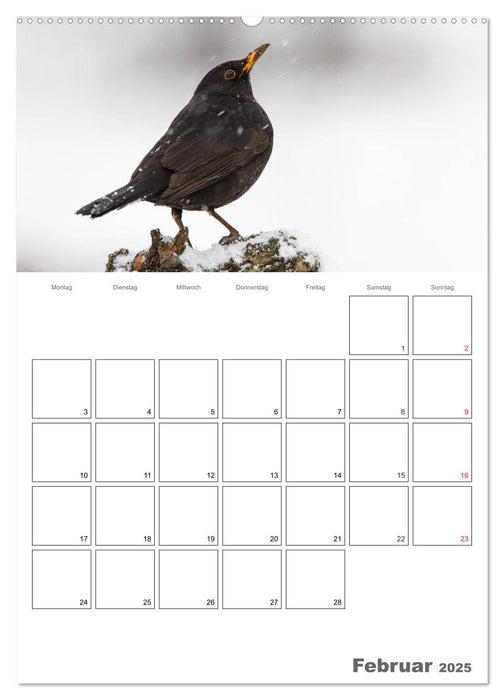 Vögel im heimischen Garten (CALVENDO Premium Wandkalender 2025)