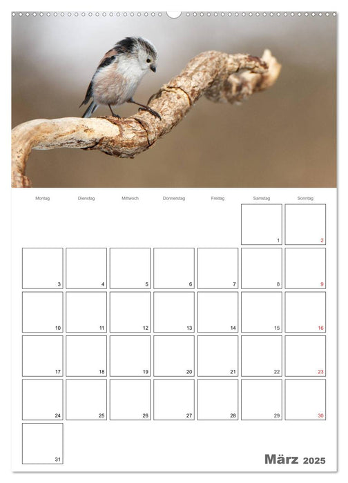 Vögel im heimischen Garten (CALVENDO Premium Wandkalender 2025)