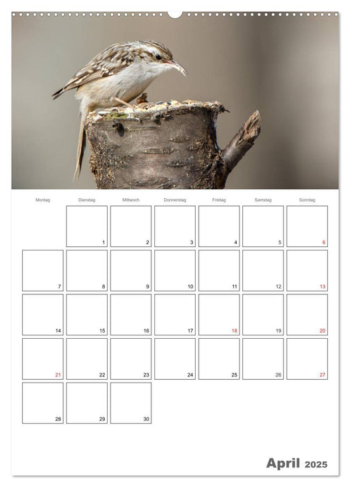 Vögel im heimischen Garten (CALVENDO Premium Wandkalender 2025)