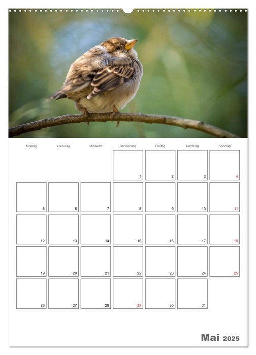 Vögel im heimischen Garten (CALVENDO Premium Wandkalender 2025)