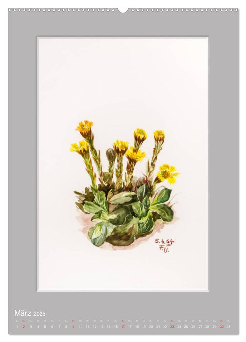 Alpenblumen Aquarelle aus Tirol (CALVENDO Premium Wandkalender 2025)