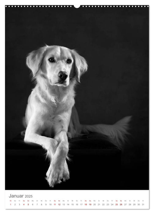 Fine Art Hundeportraits (CALVENDO Wandkalender 2025)