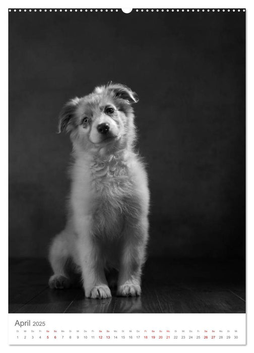 Fine Art Hundeportraits (CALVENDO Wandkalender 2025)