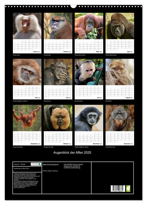 Augenblick der Affen 2025 (CALVENDO Wandkalender 2025)