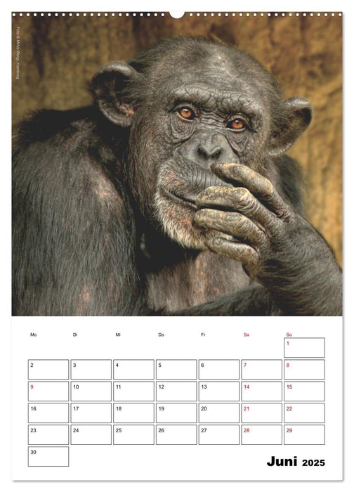 Augenblick der Affen 2025 (CALVENDO Wandkalender 2025)