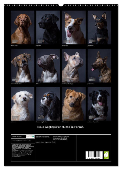 Treue Wegbegleiter, Hunde im Portrait. (CALVENDO Premium Wandkalender 2025)