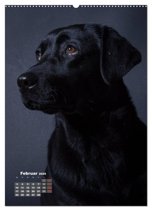 Treue Wegbegleiter, Hunde im Portrait. (CALVENDO Premium Wandkalender 2025)