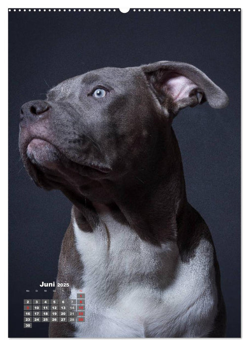 Treue Wegbegleiter, Hunde im Portrait. (CALVENDO Premium Wandkalender 2025)