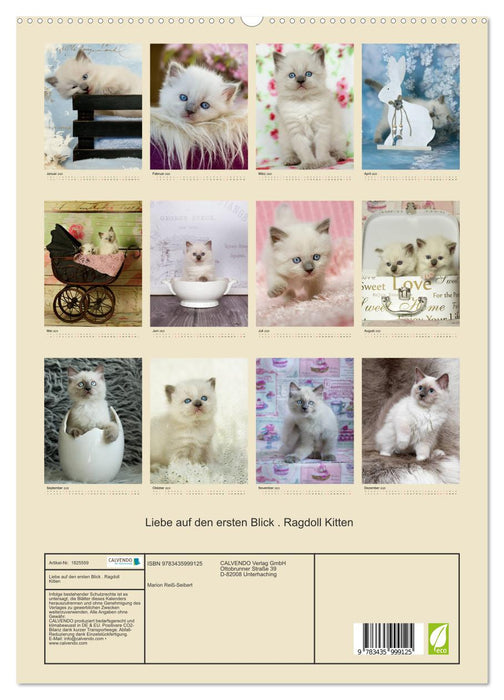 Liebe auf den ersten Blick . Ragdoll Kitten (CALVENDO Premium Wandkalender 2025)