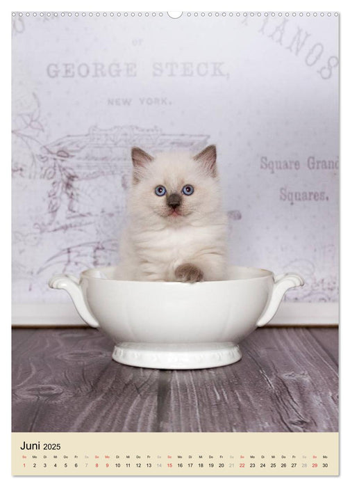 Liebe auf den ersten Blick . Ragdoll Kitten (CALVENDO Premium Wandkalender 2025)