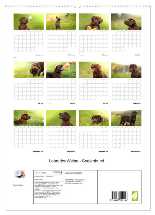 Labrador Welpe - Seelenhund (CALVENDO Premium Wandkalender 2025)