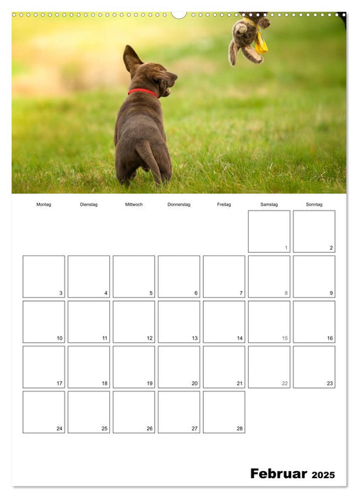 Labrador Welpe - Seelenhund (CALVENDO Premium Wandkalender 2025)