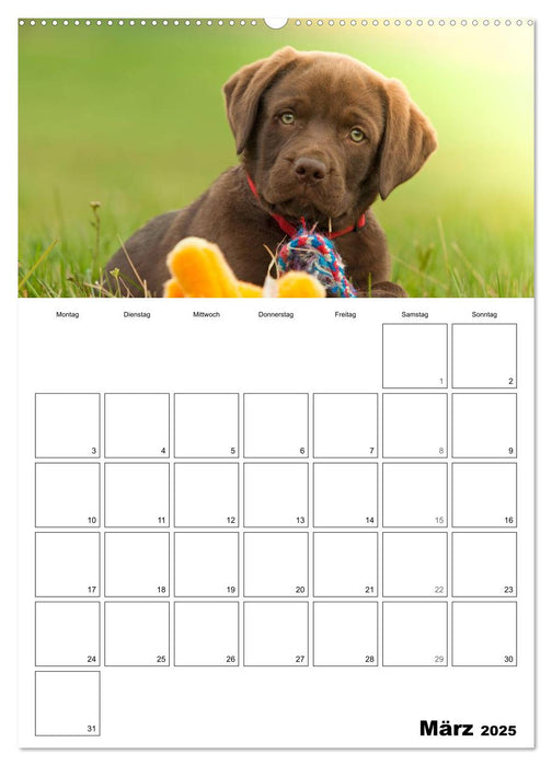 Labrador Welpe - Seelenhund (CALVENDO Premium Wandkalender 2025)