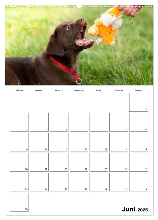 Labrador Welpe - Seelenhund (CALVENDO Premium Wandkalender 2025)