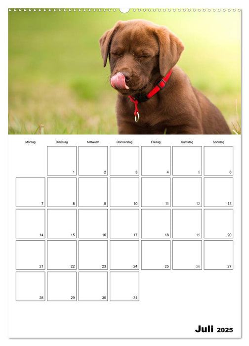 Labrador Welpe - Seelenhund (CALVENDO Premium Wandkalender 2025)