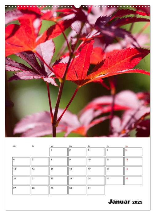 Farben der Natur (CALVENDO Premium Wandkalender 2025)