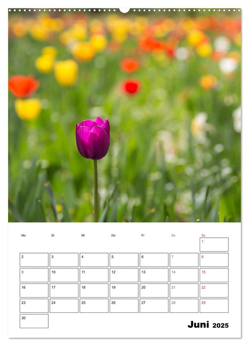 Farben der Natur (CALVENDO Premium Wandkalender 2025)