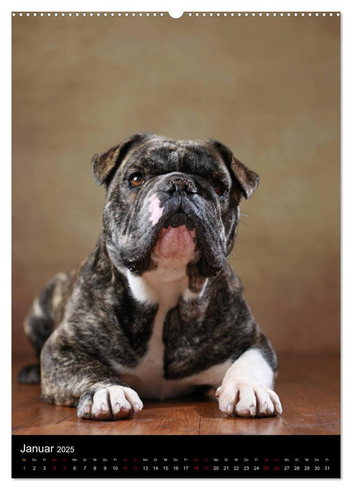 Bezaubernde Mischlingshunde (CALVENDO Wandkalender 2025)
