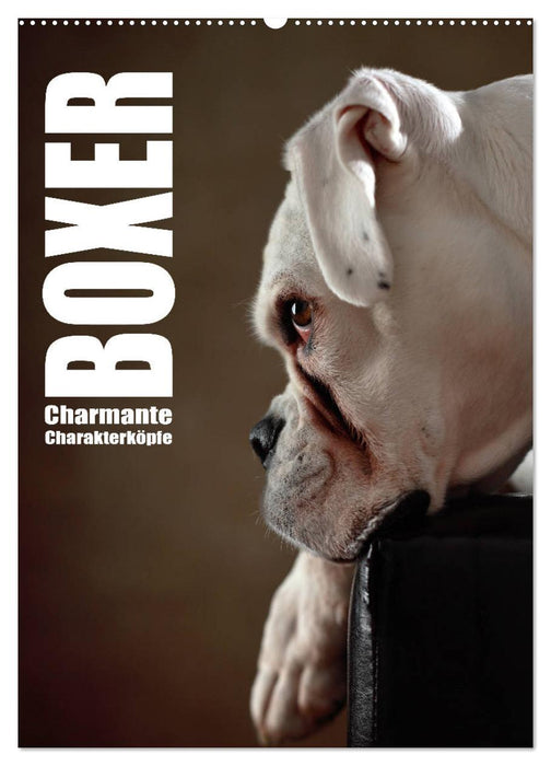 Boxer - Charmante Charakterköpfe (CALVENDO Wandkalender 2025)