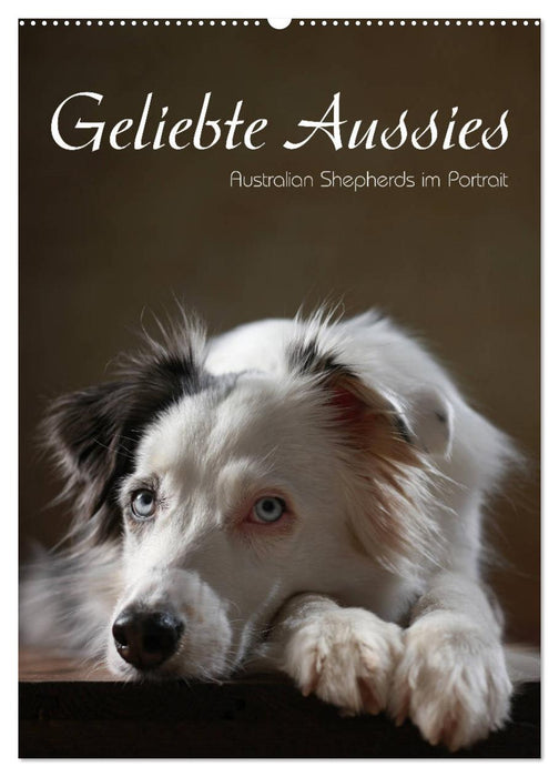 Geliebte Aussies - Australian Shepherds im Portrait (CALVENDO Wandkalender 2025)