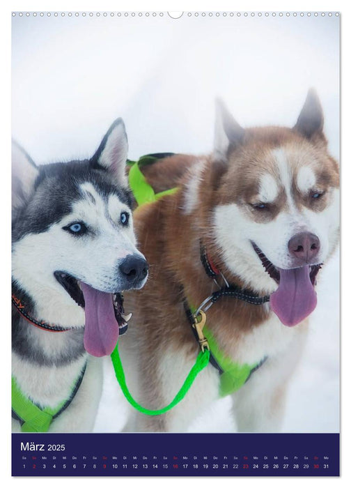 Huskies - Artwork (CALVENDO Premium Wandkalender 2025)