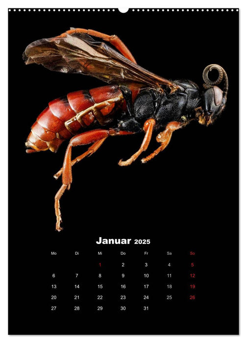 Schillernde Insektenwelt (CALVENDO Premium Wandkalender 2025)