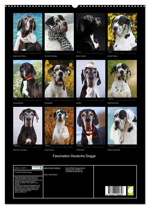 Faszination Deutsche Dogge (CALVENDO Premium Wandkalender 2025)