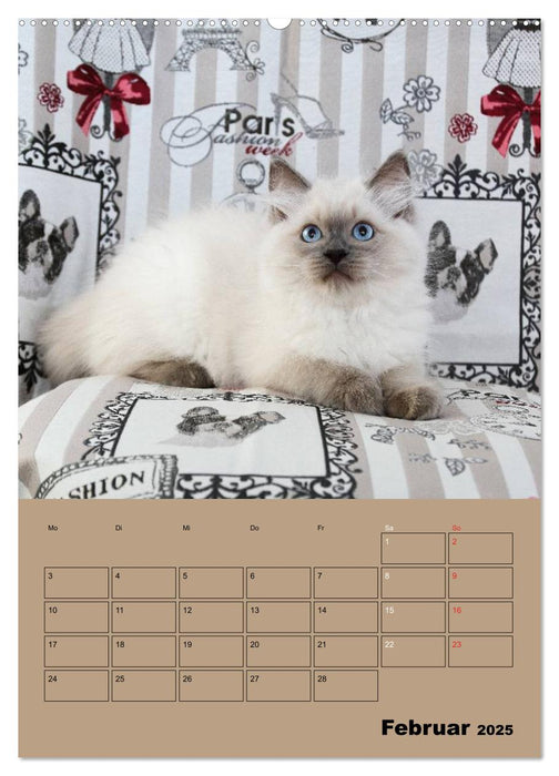 Ragdolls zum Verlieben (CALVENDO Premium Wandkalender 2025)