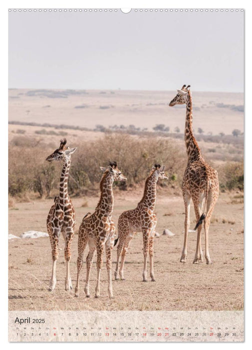 Emotionale Momente: Giraffen, die höchsten Tiere der Welt. (CALVENDO Premium Wandkalender 2025)