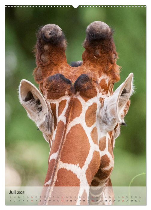 Emotionale Momente: Giraffen, die höchsten Tiere der Welt. (CALVENDO Premium Wandkalender 2025)