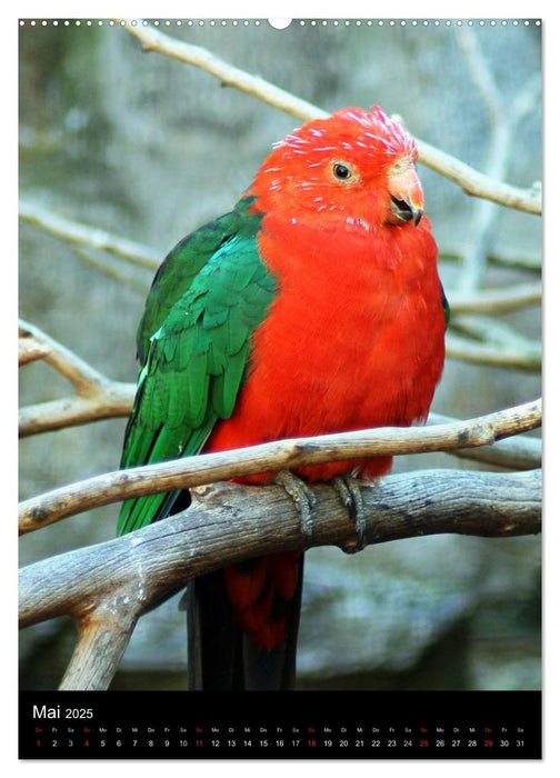 Mit Papageien farbenfroh durchs Jahr (CALVENDO Premium Wandkalender 2025)