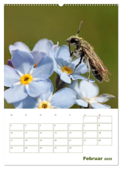 Wildbienen-Terminplaner 2025 (CALVENDO Wandkalender 2025)