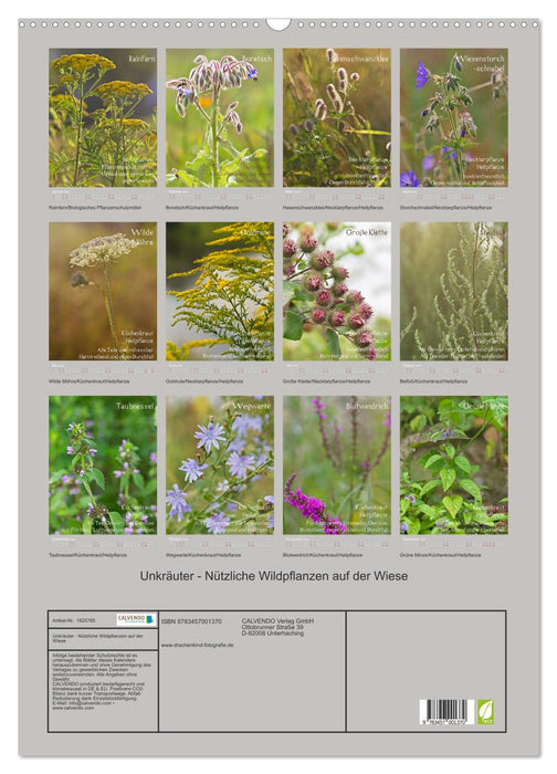 Unkräuter - Nützliche Wildpflanzen auf der Wiese (CALVENDO Wandkalender 2025)