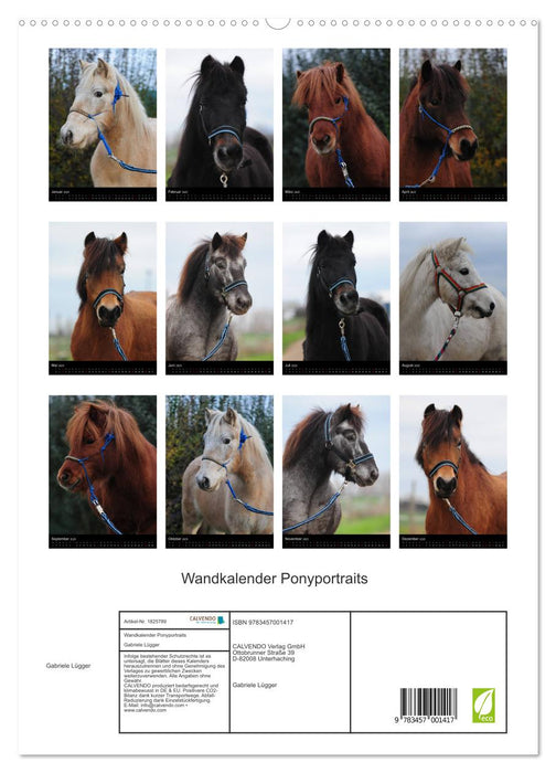 Wandkalender Ponyportraits (CALVENDO Premium Wandkalender 2025)