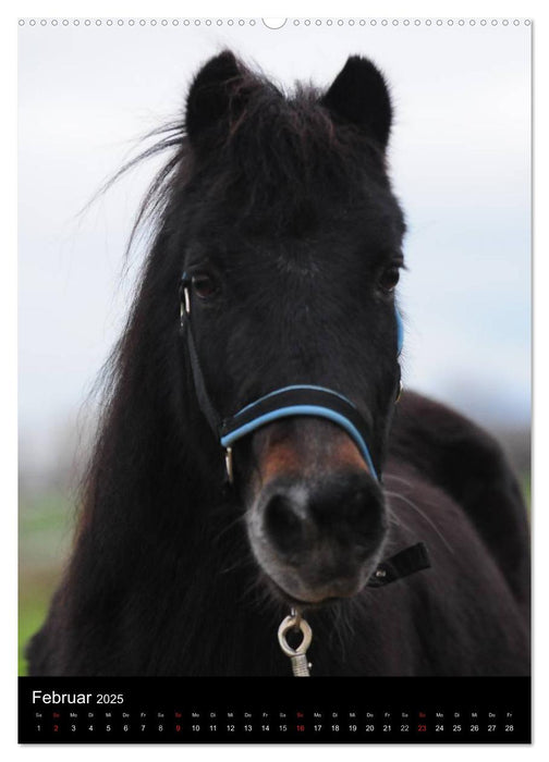 Wandkalender Ponyportraits (CALVENDO Premium Wandkalender 2025)