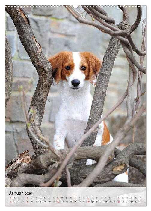 Hundepersönlichkeiten (CALVENDO Premium Wandkalender 2025)