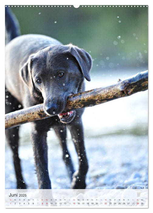 Hundepersönlichkeiten (CALVENDO Premium Wandkalender 2025)